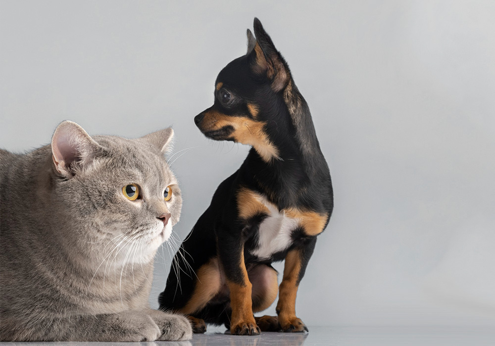 servicio veterinaria farmacia abc